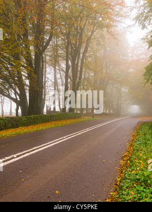 Ein Nebel Landstraße mit Buchenwäldern anzeigen Herbstfärbung. Stockfoto