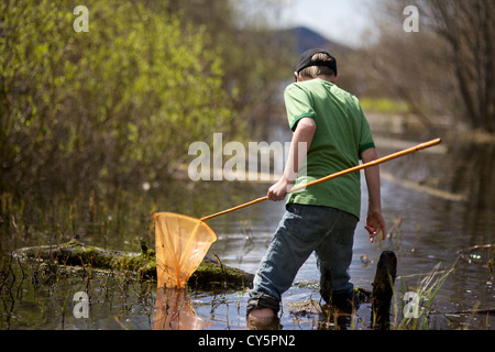 Kleiner junge Spaß fangen Frösche mit Frosch netto im Sommer Stockfoto