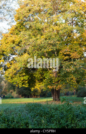 Großen Ahornbaum im Frühherbst. wunderschöne Natur Stockfoto