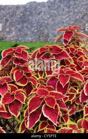 Hellen Coleus (Plectranthus Scutellarioides) lässt sich auf dem Gelände des Nakijin Schloss, ein 14. Jahrhundert Burg in Okinawa, Japan. Stockfoto