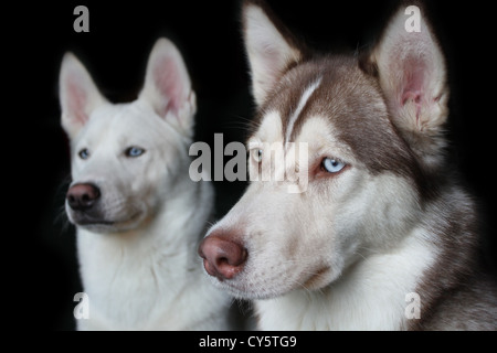 Huskys auf schwarzem Hintergrund Stockfoto