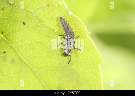 Larven des Marienkäfer oder Marienkäfer Coccinellidae Familie Stockfoto