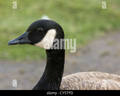 Branta Canadensis ist eine Wildgans, die in arktischen und gemäßigten Regionen von Nordamerika heimisch ist. Foto in Huntington werden Stockfoto