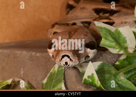 Boa Constrictor in Gefangenschaft Stockfoto