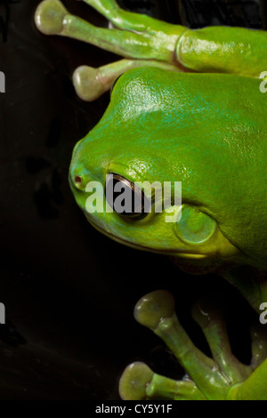 Ein schöner grüner Laubfrosch zeigt seine riesige grüne Hände beim Klettern auf schwarz. Stockfoto