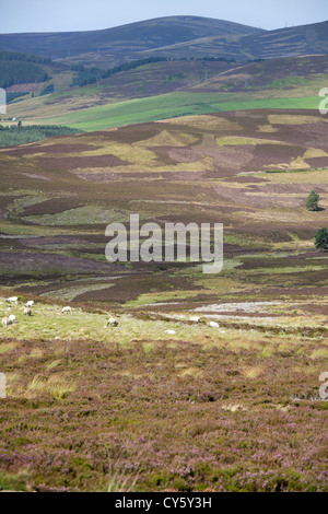 Schottlands Cairngorms National Park mit Blick auf Corgarff mit dem Lecht Ski Centre im fernen Hintergrund. Stockfoto