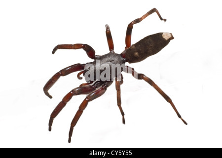 Eine gefährliche australische Weißspitzen-Spinne, isoliert auf weiss. Stockfoto