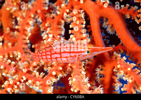 Longnose Hawkfish, Oxycirrhites Typus in einer Weichkorallen, Great Barrier Reef und Coral Sea, Süd-Pazifik, Queensland Australien Stockfoto