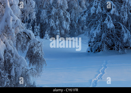 Spuren im Schnee auf einer Waldlichtung Stockfoto