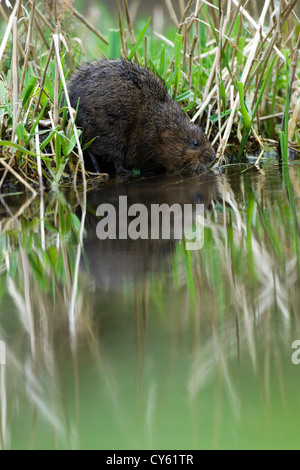 Schermaus (Arvicola Amphibius) Stockfoto