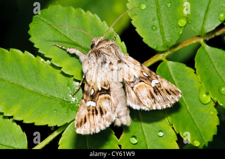 Ein Erwachsener Leinkraut Brokat Motte (Calophasia Lunula) ruht auf nasser Rosenblätter in einem Garten in Belvedere, Kent. Mai. Stockfoto