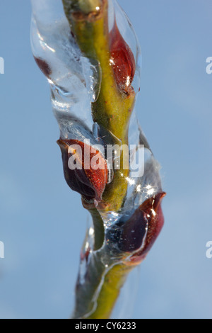 Die Kätzchen von einem grauen Erlen (Alnus Incana) sind in einem Blatt des Eises an einem kalten Tag im Frühjahr gedeckt. Stockfoto