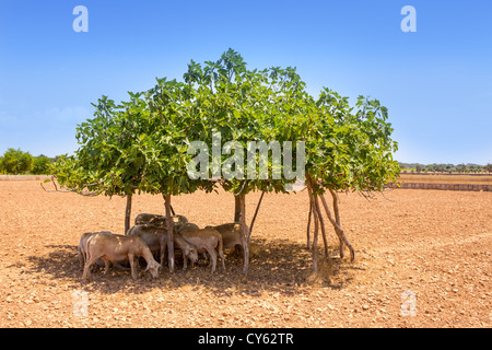 Schafherde Feigenbaum Schatten an heißen Sommertagen in formentera Stockfoto