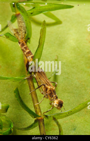 Die Larve von einem blau-tailed Damselfly (Ischnura Elegans) festhalten an Laichkräuter im Priorat Wasser Naturreservat Stockfoto