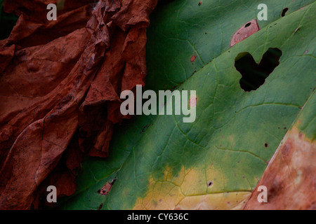 Welken Rhabarber Blätter (Rheum Rhabarbarum) im Herbst. Stockfoto