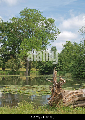 Die Seen auf dem Gelände der Wimpole Hall in Cambridge. England Stockfoto