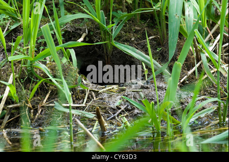 Nest-Loch einer Wasser-Wühlmaus (Arvicola Amphibius) Stockfoto