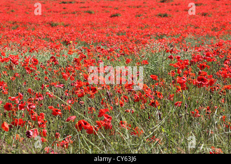 Rote Mohnblumen wächst in einem Feld in Norfolk, England. Stockfoto