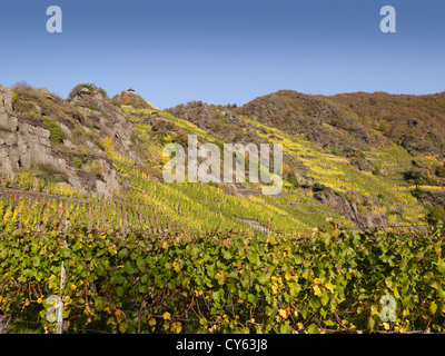 In den Weinbergen des romantischen Dorfes Mayschoß Ahrtal, Eifel, Rheinland-Pfalz, Deutschland Stockfoto