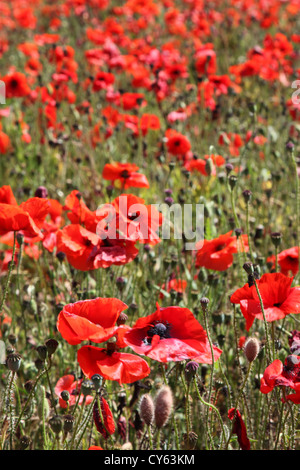 Rote Mohnblumen wächst in einem Feld in Norfolk, England. Stockfoto