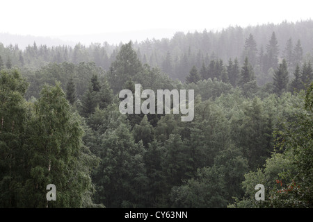 Strömendem Sommerregen auf einem Mischwald. Stockfoto