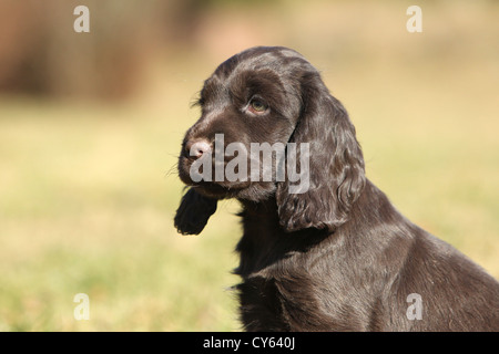 Englischer Cocker Spaniel Welpen Stockfoto