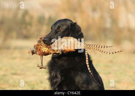 Abrufen von Flat Coated Retriever Stockfoto