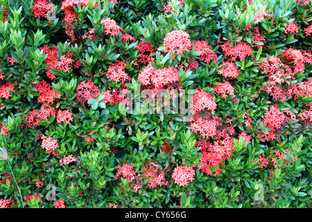 roten Ixora Coccinea (oder Dschungel Geranium, Flamme des Waldes und Dschungel-Flamme) Stockfoto