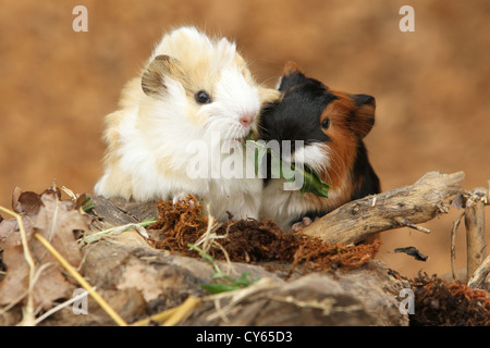 Guinea pig Stockfoto