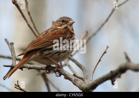 Eine kleine Singammer thront auf dem Ast eines Baumes im Frühjahr in Winnipeg, Manitoba, Kanada Stockfoto