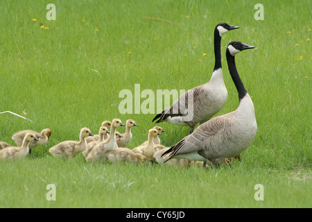 Zwei Erwachsene Kanadagänse führt eine Schar von Gänsel über eine Wiese im Frühjahr in Winnipeg, Manitoba, Kanada Stockfoto