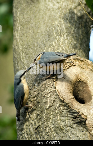 Eurasische Kleiber (Sitta Europaea) Stockfoto