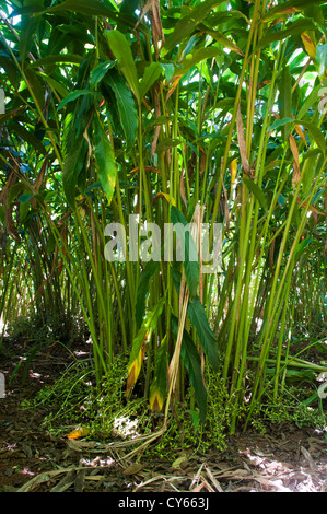 Kardamom, Landwirtschaft, Cochin Kerala Indien Stockfoto