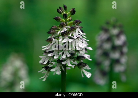 Lady Orchidee (Orchis Purpurea) Stockfoto