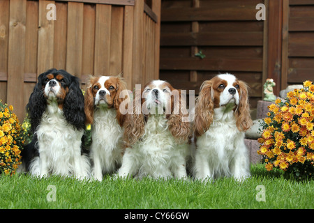 Cavalier King Charles Spaniels Stockfoto