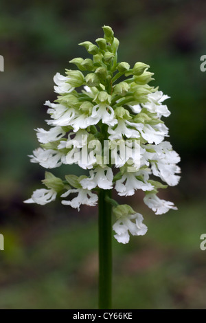 Lady Orchidee (Orchis Purpurea) Stockfoto