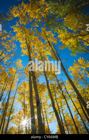 Aspen Grove in Herbstfarben in den San Juan Mountains von Colorado Stockfoto