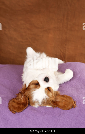 Cavalier King Charles Spaniel Welpen Stockfoto