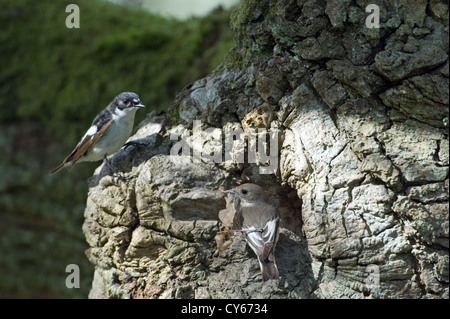 Europäische Trauerschnäpper-Fliegenschnäpper (Ficedula Hypoleuca] Stockfoto