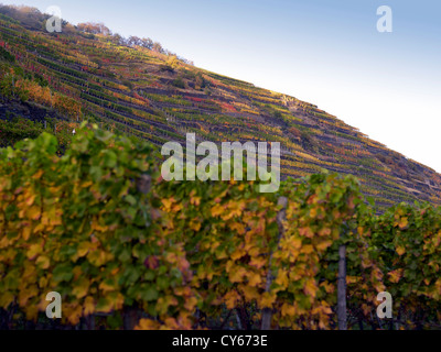 In den Weinbergen des romantischen Dorfes Mayschoß Ahrtal, Eifel, Rheinland-Pfalz, Deutschland Stockfoto