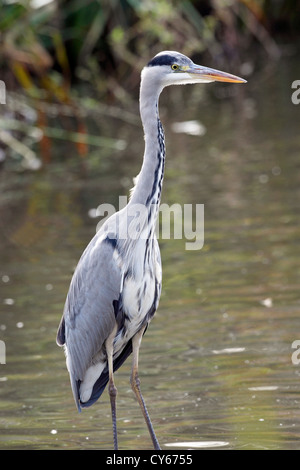 Ein Graureiher (Ardea Cineria) im Wasser steht. Stockfoto