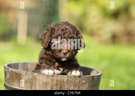 Perro de Agua Español Welpen Stockfoto