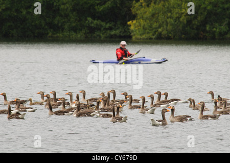 Eine gemischte Herde von Erwachsenen und jungen Graugänsen (Anser Anser) und Kanadagans (Branta Canadensis) in Sevenoaks aufgerundet werden Stockfoto