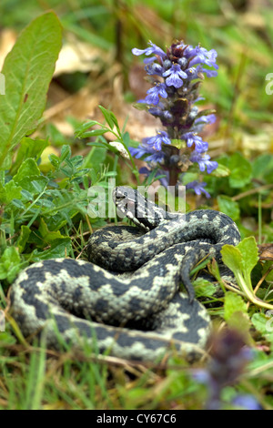 Kreuzotter (Vipera Herus) Stockfoto