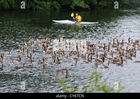 Eine gemischte Herde von Erwachsenen und jungen Graugänsen (Anser Anser) und Kanadagans (Branta Canadensis) in Sevenoaks aufgerundet werden Stockfoto