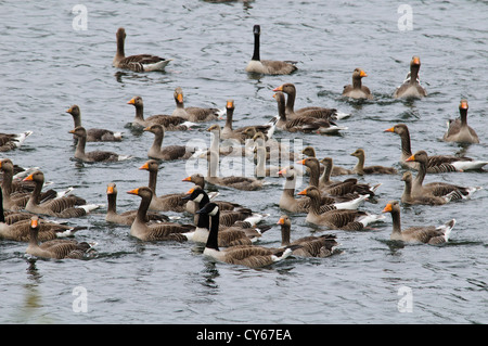 Eine gemischte Herde von Erwachsenen und jungen Graugänsen (Anser Anser) und Kanadagans (Branta Canadensis) in Sevenoaks aufgerundet werden Stockfoto