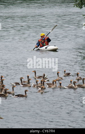 A gemischte Herde von Erwachsenen und jungen Graugänse Gänse (Anser Anser) wird aufgerundet und getrieben in Richtung hält Stifte am Ufer Stockfoto