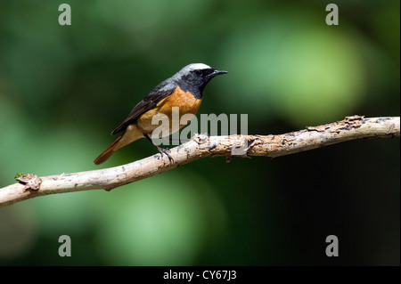 Männliche Gartenrotschwanz (Phoenicurus Phoenicurus) Stockfoto