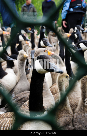 Eine gemischte Herde von Erwachsenen und jungen Graugänsen (Anser Anser) und Kanadagans (Branta Canadensis) in der Holding-Stifte Stockfoto