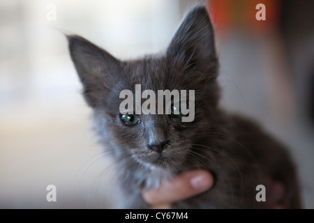 Russisch Blau Kätzchen mit leuchtend grünen Augen. Stockfoto